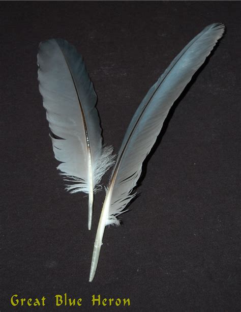 heron feather family.